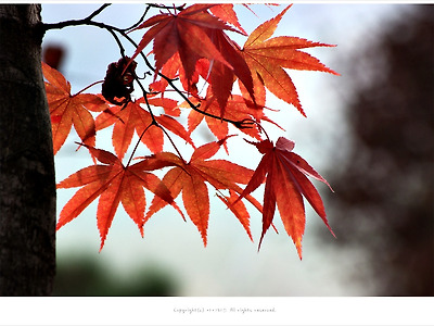 [가을풍경] 비발디 파크에서 만난 가을 단풍