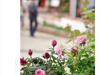 분홍장미가 있는 풍경 - 파주 프로방스