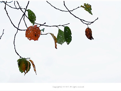 [가을풍경] 가을옷 입기 시작하는 나뭇잎