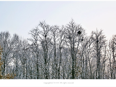 [겨울풍경] 눈 내린날 정금마을 앞산과 텃밭 풍경