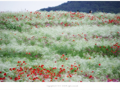 파주 심학산 돌곶이 꽃마을 양귀비와 안개꽃이 가득한 축제풍경