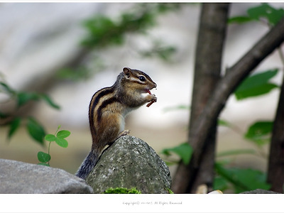 [동물] 사과껍질 먹는 다람쥐 - 유명산에서
