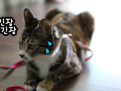 Ilovecat 태그의 글 목록 고양이 연구소