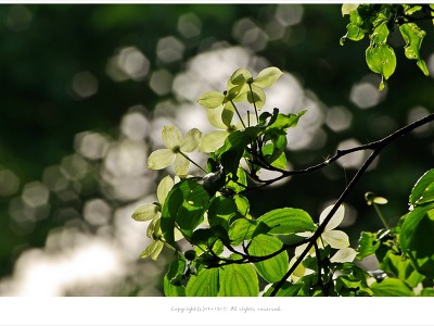 [5월 흰색꽃나무] 역광이 멋스러운 산딸나무