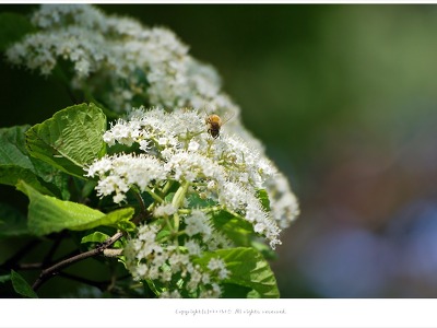 [5월 흰색꽃나무] 가막살나무꽃 이야기 - 올림픽공원 야생화