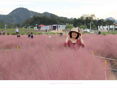 양주 나리공원 핑크뮬리 축제, 핑크빛 감성 속으로~