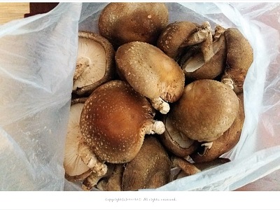면역력에 좋은 표고버섯 효능과 부작용 알아보기
