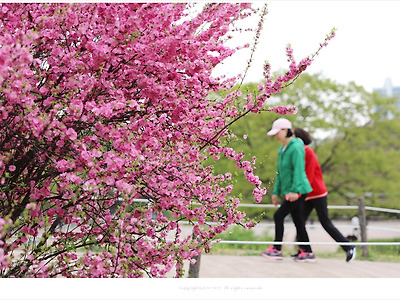 4월에 피는 분홍색 꽃나무, 만첩풀또기(홍매) 이야기