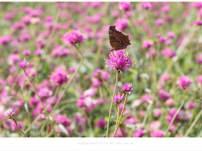 [꽃과나비] 핑크 천일홍 화이어웍스와 네발나비