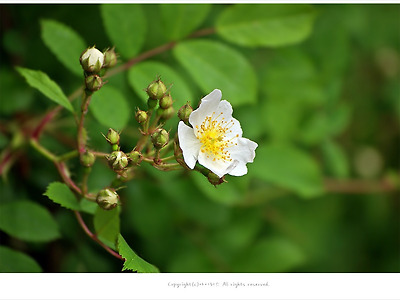 [5월 흰꽃나무] 찔레꽃(찔레나무) 이야기 - 올림픽공원 야생화
