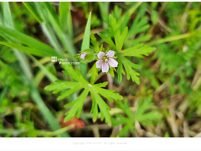 미국쥐손이풀, 이질풀을 닮은 4월 풀꽃 야생화