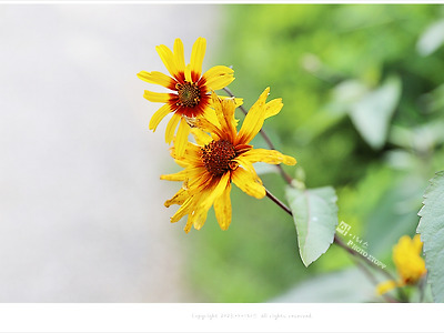 루드베키아꽃, 7월 여름에 피는 노란꽃