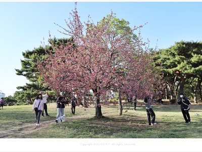 올림픽공원 겹벚꽃 위치와 개화상태(4월 8일)