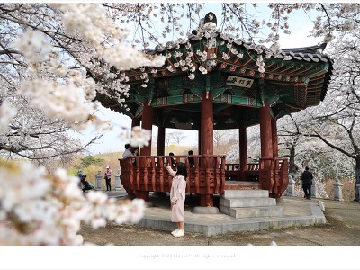 올림픽공원 벚꽃 팔각정 벚꽃길 만발(3월 28일)