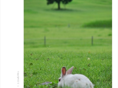 올림픽공원 나홀로나무와 산책나온 토끼