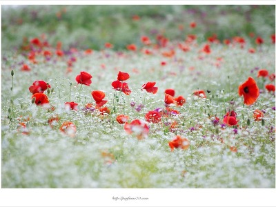 양귀비 꽃다발 - 돌곶이 꽃마을