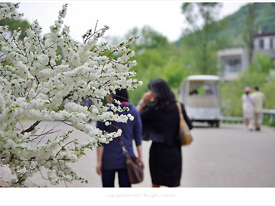 만첩흰매화(옥매화)가 있는 봄풍경 - 파주 헤이리