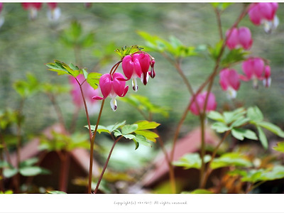[4월 봄야생화] 복주머니 금낭화 - 올림픽공원 봄꽃