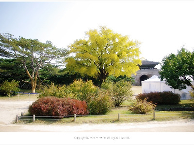 경복궁의 가을 - 은행나무가 있는 풍경