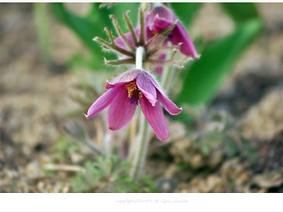 [4월 야생화] 할미꽃(백두옹.노고초) 이야기 - 약용식물.유독성식물