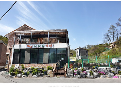 영월 현지인 맛집, 사랑방식당 오징어구이(볶음)