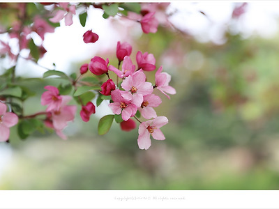 [4월 분홍꽃나무] 메이폴꽃사과꽃 - 올림픽공원에서