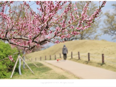 올림픽공원 몽촌토성 산책로, 복사꽃(복숭아꽃)이 활짝