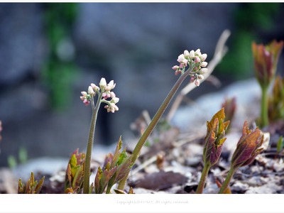 4월 야생화, 암에 좋은 산야초 약이되는꽃 돌단풍