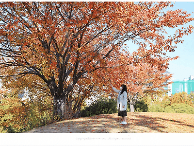 올림픽공원 몽촌토성 산책로 왕벚나무 단풍도 이쁘다