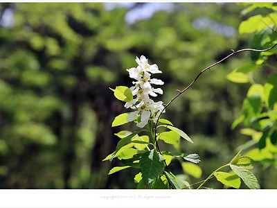 [5월 흰색꽃나무] 귀룽나무(구룡목) 이야기 - 영월 야생화