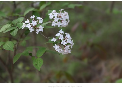 [4-5월 분홍꽃나무] 분꽃나무 - 영월 야생화