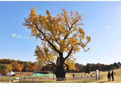 올림픽공원 580년 된 보호수 은행나무 단풍