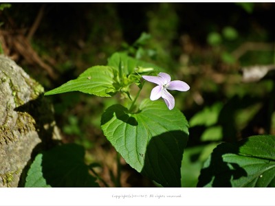졸방제비꽃(졸방나물)효능과 먹는방법 - 약용식물/봄나물/산야초