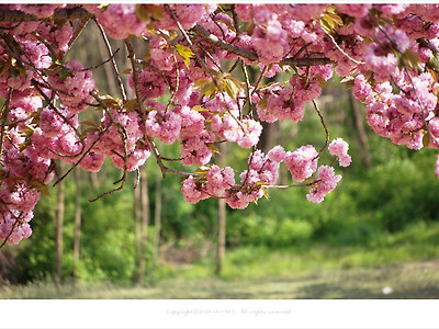 벚꽃엔딩 뒤에 찾아온 화려한 겹벚꽃의 아름다움
