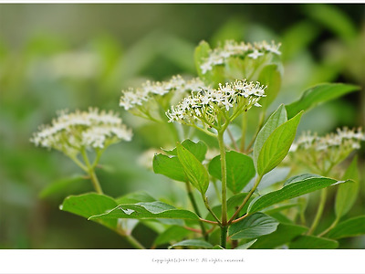 흰말채나무(홍서목) 효능 - 폐결핵각혈/약용식물