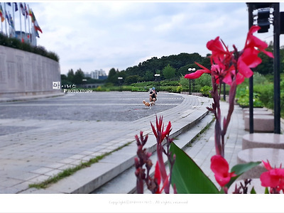올림픽공원 몽촌해자(몽촌호) 주변에서 만난 연꽃과 식물들