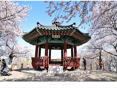 올림픽공원 벚꽃명소, 팔각정(몽촌정) 벚꽃의 화사한 풍경