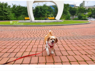 올림픽공원 강아지 산책, 노령견 방울이 살 빼기