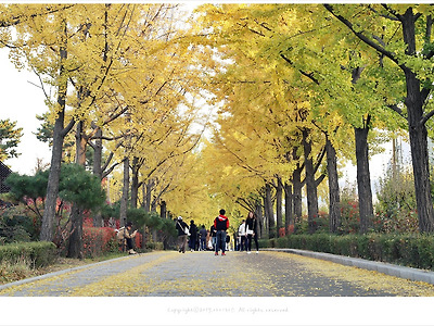 서울단풍명소, 올림픽공원 은행나무길 단풍이 절정