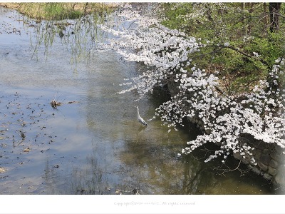 성내천 봄풍경, 화사한 벚꽃 아래 왜가리 한마리