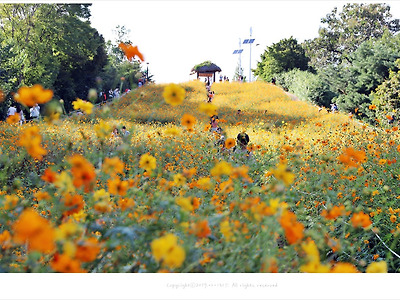 올림픽공원 들꽃마루, 황화(노랑)코스모스 축제 분위기
