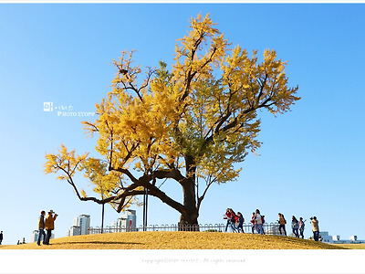 올림픽공원 몽촌토성 산책로 은행나무 단풍이 절정