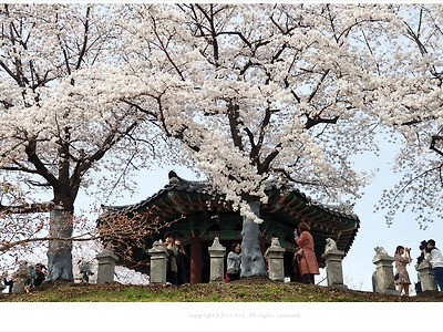 석촌호수 벚꽃축제와 올림픽공원 팔각정(몽촌정) 벚꽃구경