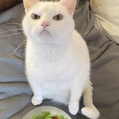 귀여운 고양이 웃짤