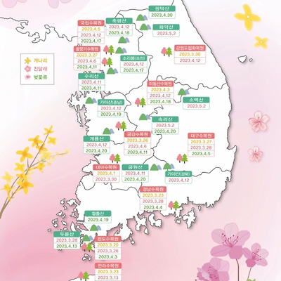 2023 진해 벚꽃 개화시기는 언제?