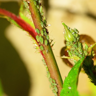 지겨운 진딧물·응애·깍지벌레 제거, 집에서 천연 살충제 만드는 법