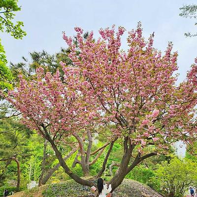 서울 겹벚꽃 명소 피크닉 하기 좋은 '보라매공원'