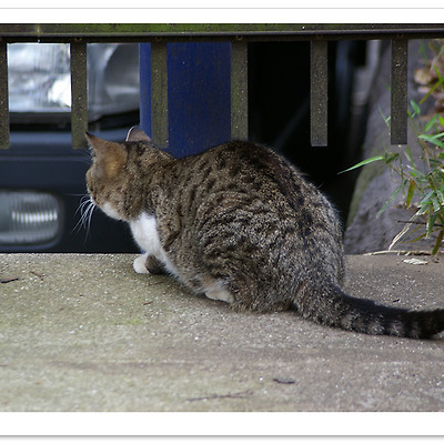 [K100D] 고양이 - 우에노 공원 2009.03.27