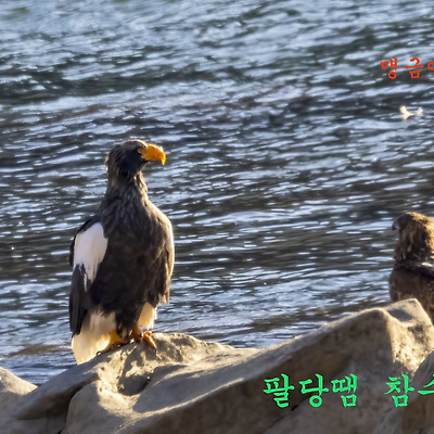 팔당 참수리
