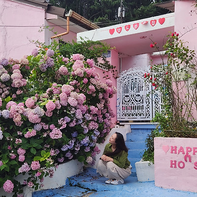 부산 영도 태종대 수국 분홍집, 태종대 수국 나들이